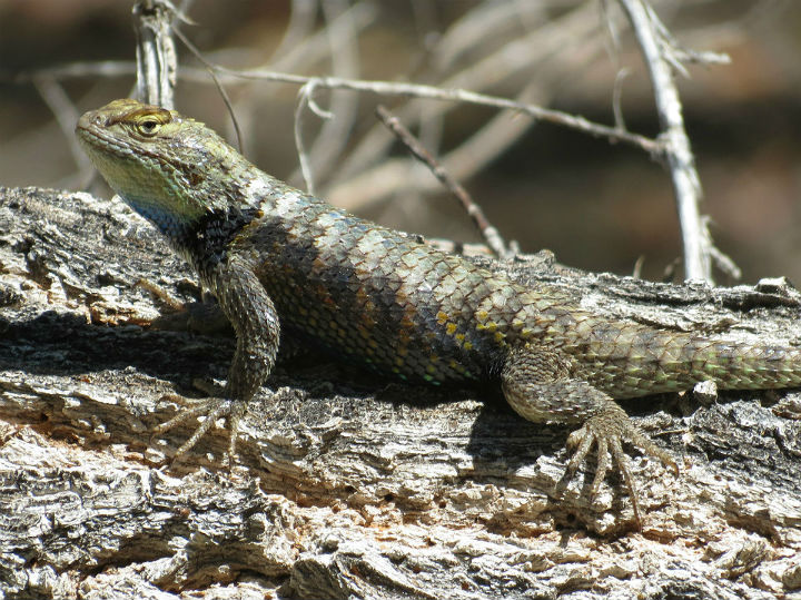 Spiny Lizard